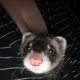 Illustration for article titled This furry little asshole